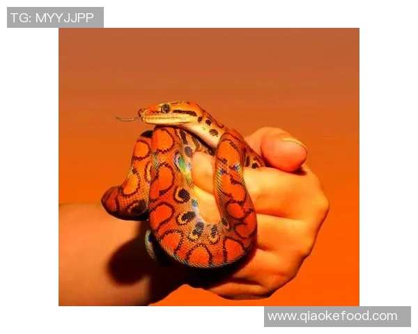 足球与蛇的奇妙联结探讨运动精神与生存智慧的交融